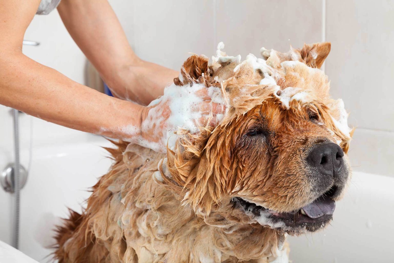 from-wet-to-well-groomed-using-a-blow-dryer-on-your-pet-the-wind-knows